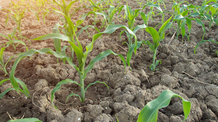 The Beginning of the End for Bad Biofuels