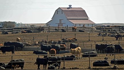 Cargill Beefs up Capabilities, Commitment to Protein, with South Carolina Plant Purchase