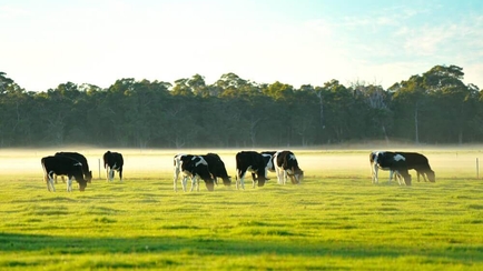 Afimilk Announces Acquisition of Silent Herdsman