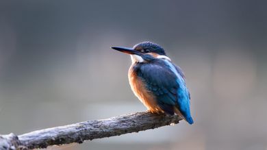 Huge public campaign saves EU nature laws - Post Thumbnail