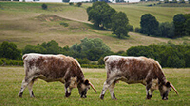 Cloned bulls – Implications of CETA - Post Thumbnail