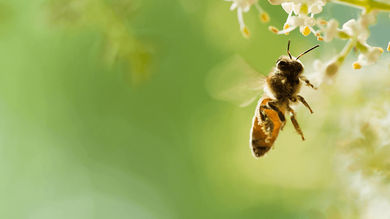 EU ban on bee-harming pesticides - Post Thumbnail
