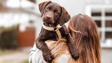 What Does Brexit Mean For Your Dog? - Post Thumbnail