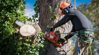 New EU Deforestation Law will Impact UK Businesses by the End of June - Post Thumbnail