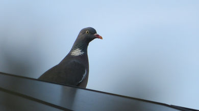 Top Reasons You Need To Pigeon Proof Your Solar Panels - Post Thumbnail
