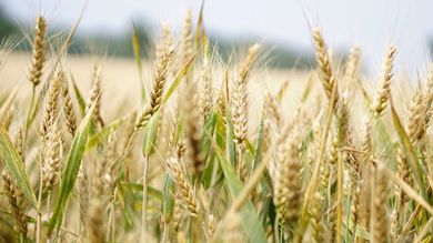 What Is The Importance Of Grain Storage In The Agriculture Industry? - Post Thumbnail