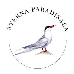 Winner Supplied Image - Sterna Paradisaea