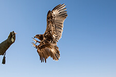 Post Thumbnail - Falconry In The Middle East: What’s The Fascination?
