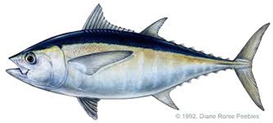 Post Thumbnail - Tuna, salmon firm Alliance Select eyes Middle East market